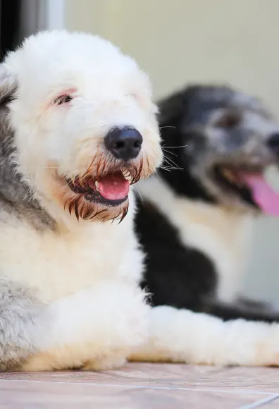 two dogs sitting